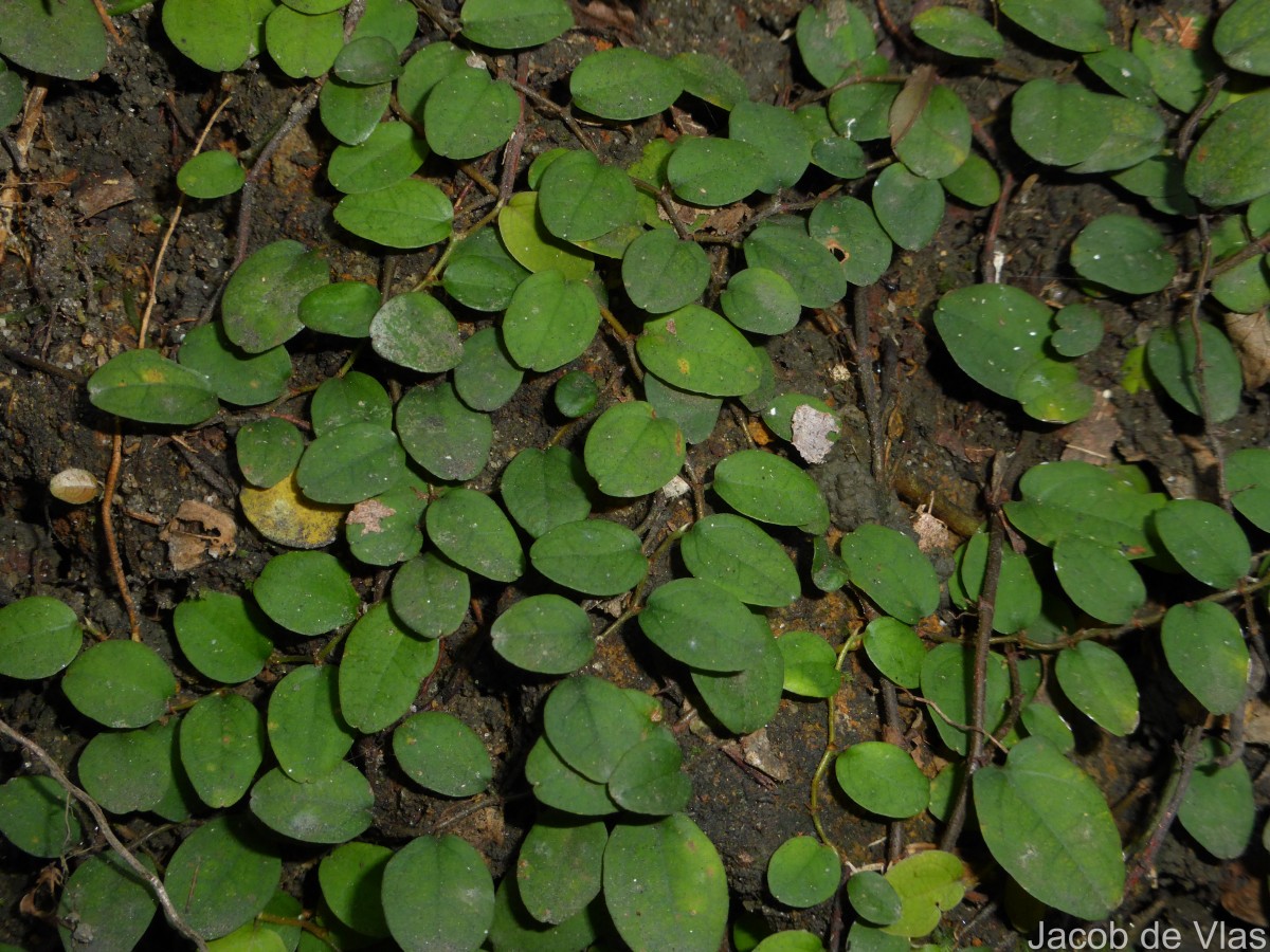 Ficus diversiformis Miq.